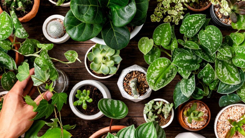 Air Purifying Indoor Plants Benefits