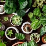Air Purifying Indoor Plants Benefits