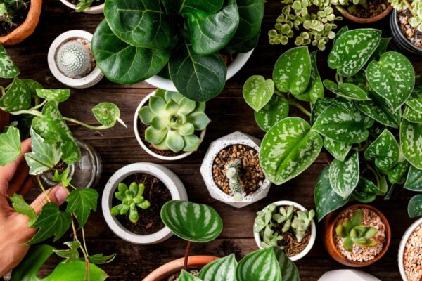 Air Purifying Indoor Plants Benefits