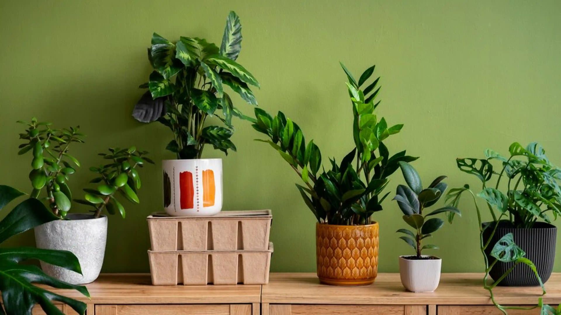 Air Purifying Indoor Plants Benefits