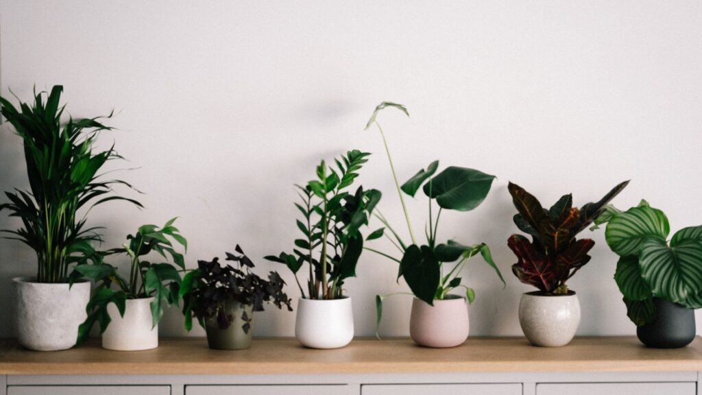 Air Quality Enhanced Through Indoor Plants.