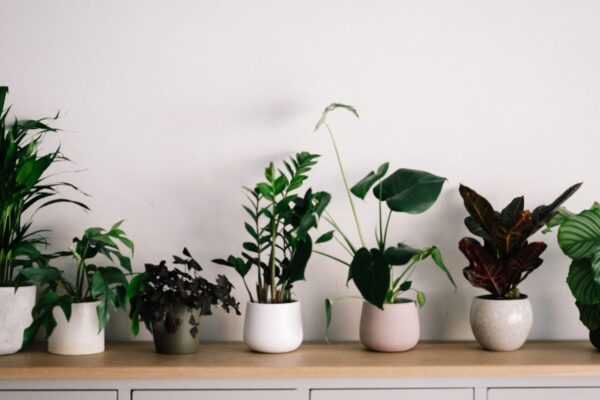 Air Quality Enhanced Through Indoor Plants.