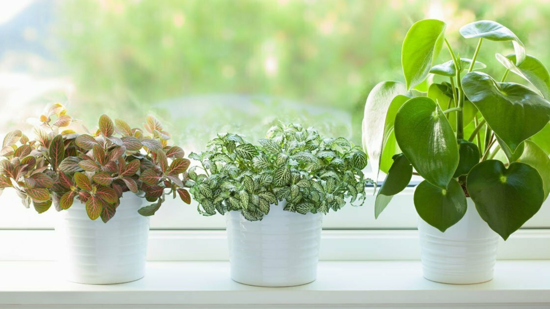 Air Quality Enhanced Through Indoor Plants