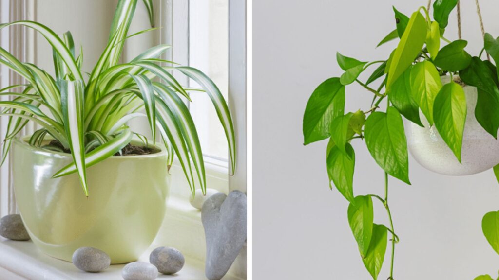 Air-purifying indoor plants.