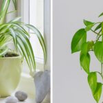 Air-purifying indoor plants.