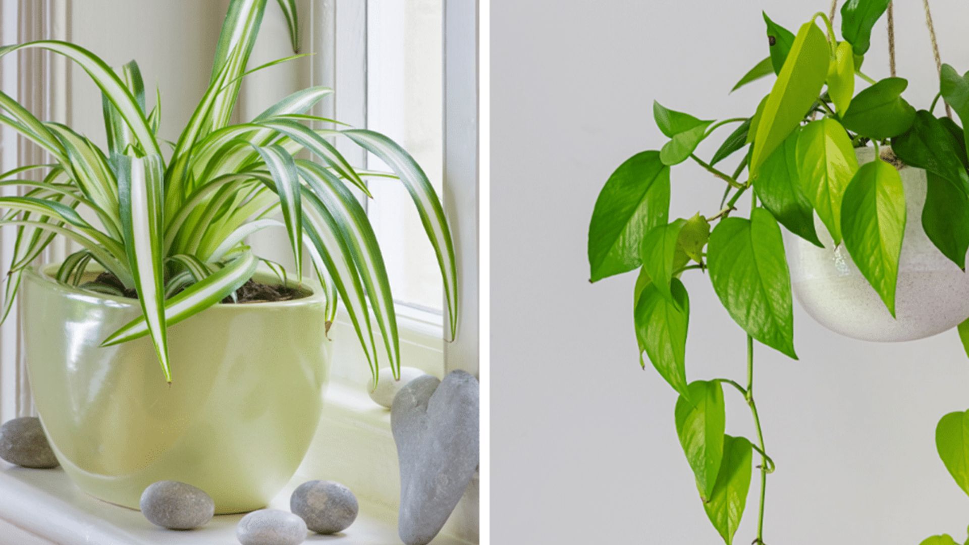 Air-purifying indoor plants.