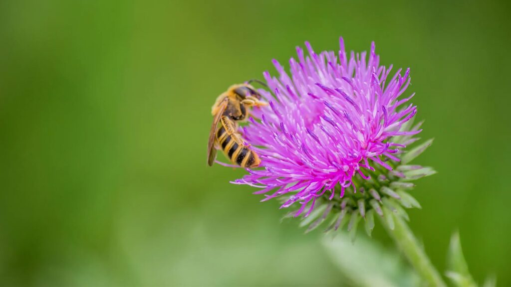 Attracting pollinators naturally