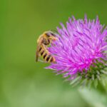 Attracting pollinators naturally