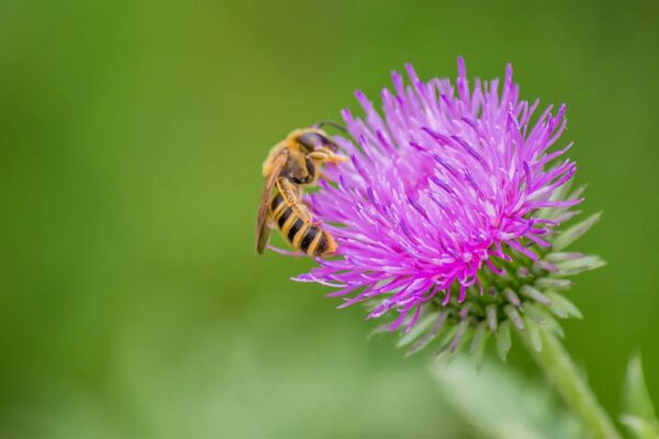 Attracting pollinators naturally