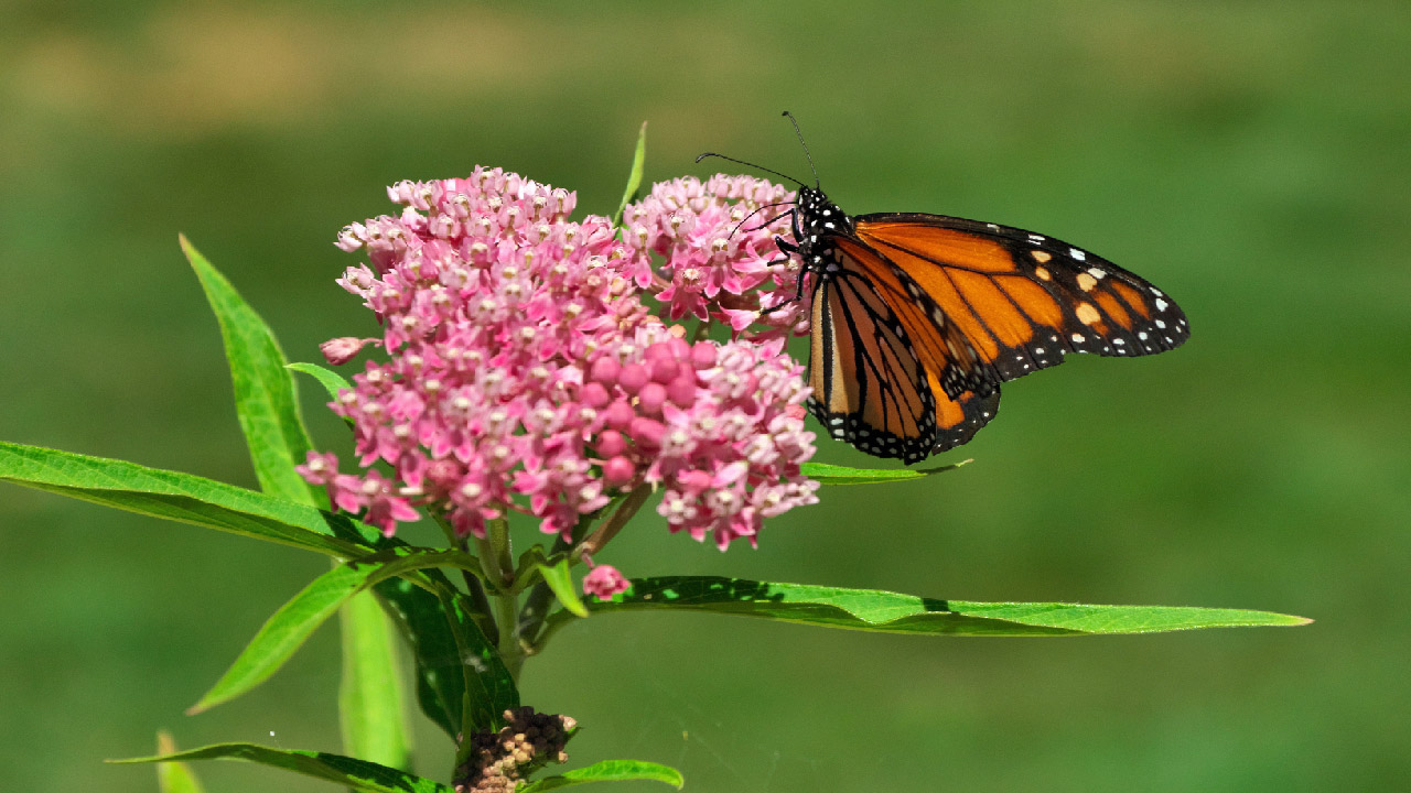 Attracting pollinators naturally
