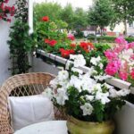 Fast Growing Options For Outdoor Plants.