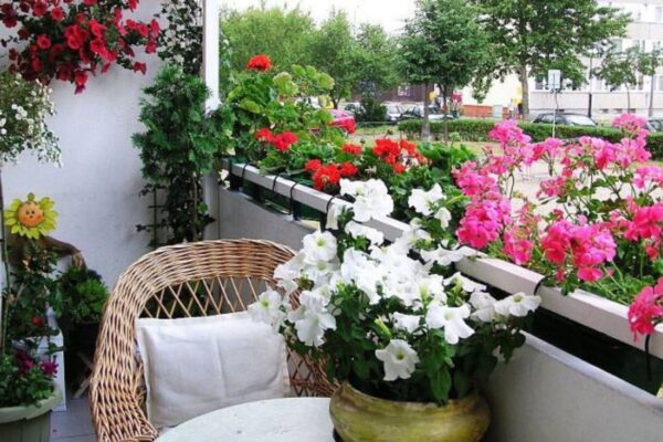 Fast Growing Options For Outdoor Plants.