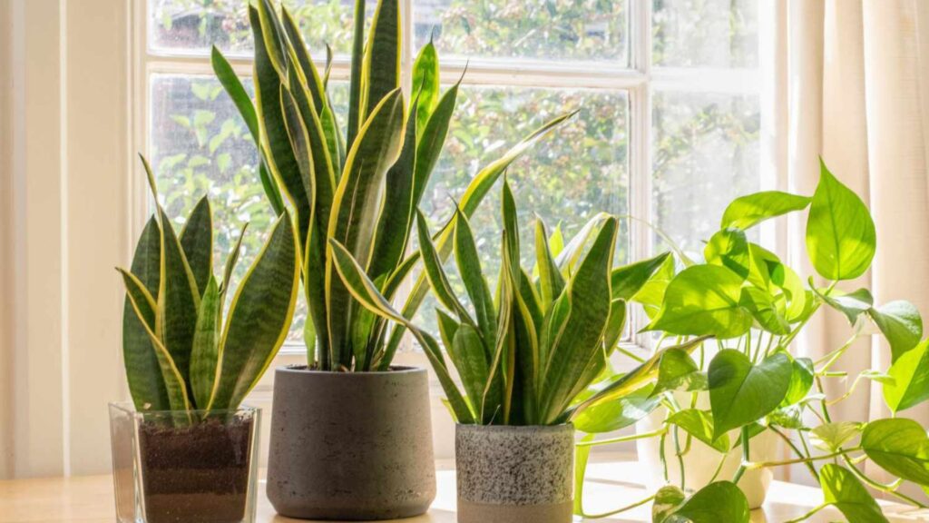 Beginner-Friendly Indoor Plants Care