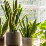 Beginner-Friendly Indoor Plants Care