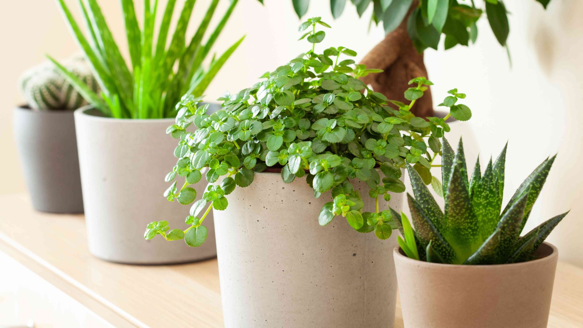 Beginner-Friendly Indoor Plants Care