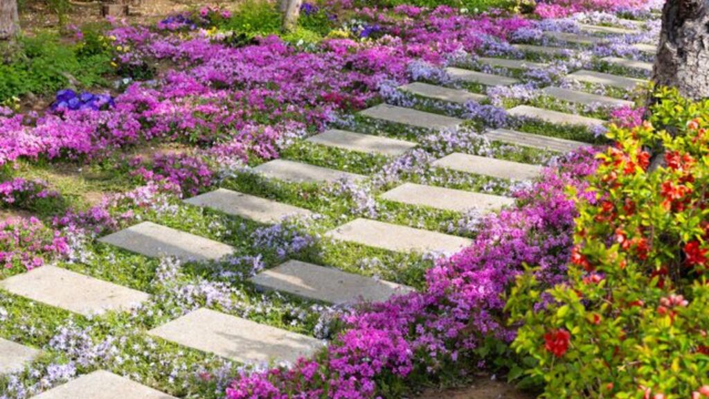 Beginner-Friendly Outdoor Plants Choices.