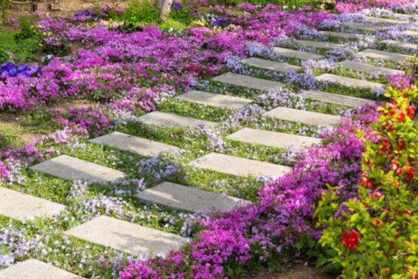 Beginner-Friendly Outdoor Plants Choices.