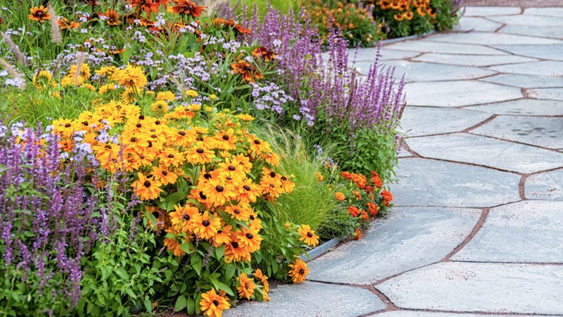 Beginner-Friendly Outdoor Plants Choices