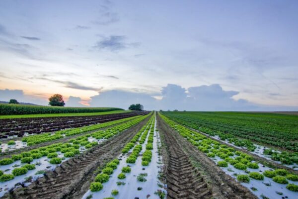 Benefits of cover crops