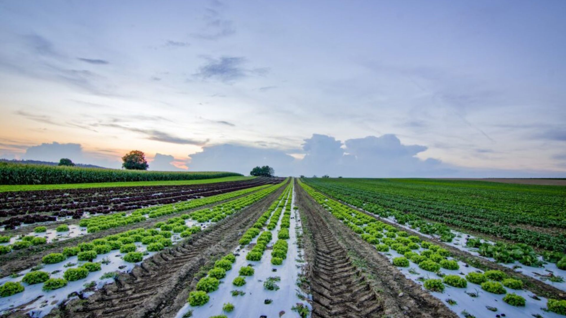 Benefits of cover crops