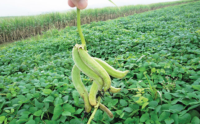 Benefits of cover crops