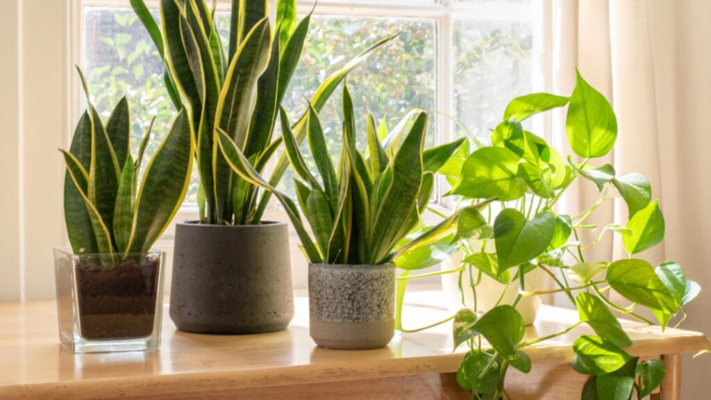 Best Indoor Plants for Beginners (That Are Hard to Kill)