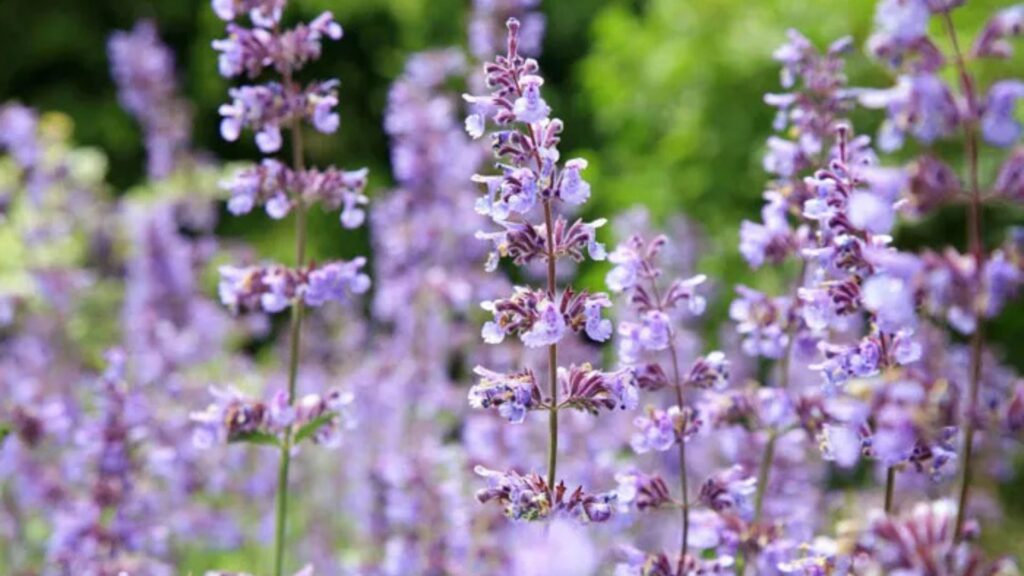Best Low-Maintenance Outdoor Plants for Busy Gardeners