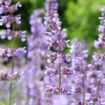 Best Low-Maintenance Outdoor Plants for Busy Gardeners