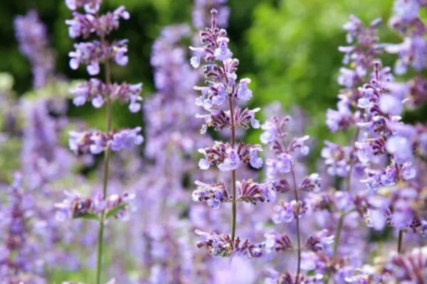 Best Low-Maintenance Outdoor Plants for Busy Gardeners Best Low-Maintenance Outdoor Plants for Busy Gardeners