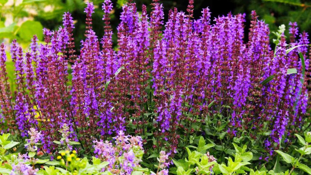 Best Low-Maintenance Outdoor Plants for Busy Gardeners