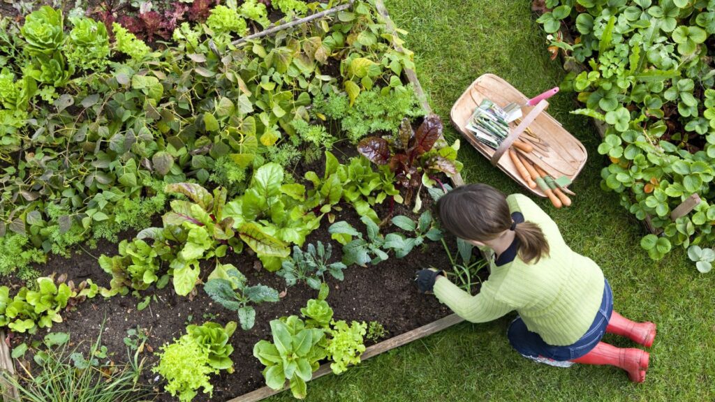 Best Nursery Plants For Beginners.