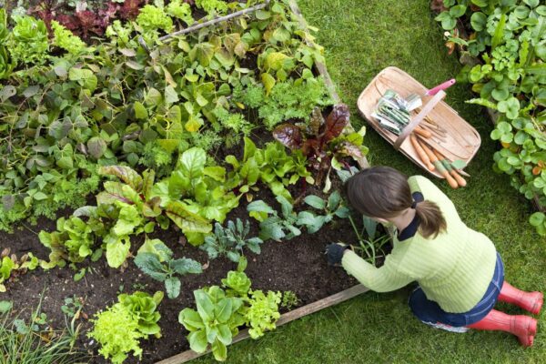 Best Nursery Plants For Beginners.