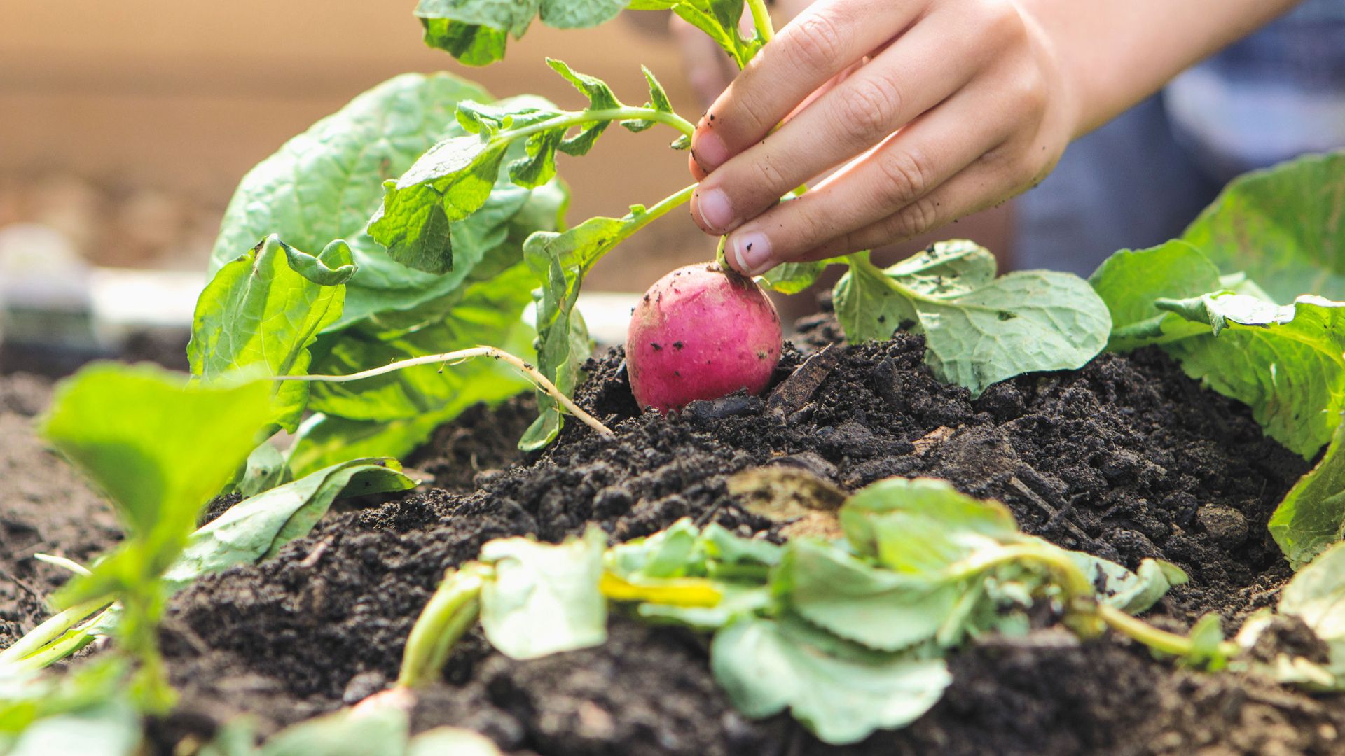 Best Nursery Plants For Beginners