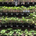 Best Selling Nursery Plants Now