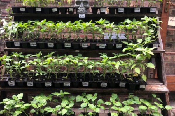 Best Selling Nursery Plants Now Best Selling Nursery Plants Now