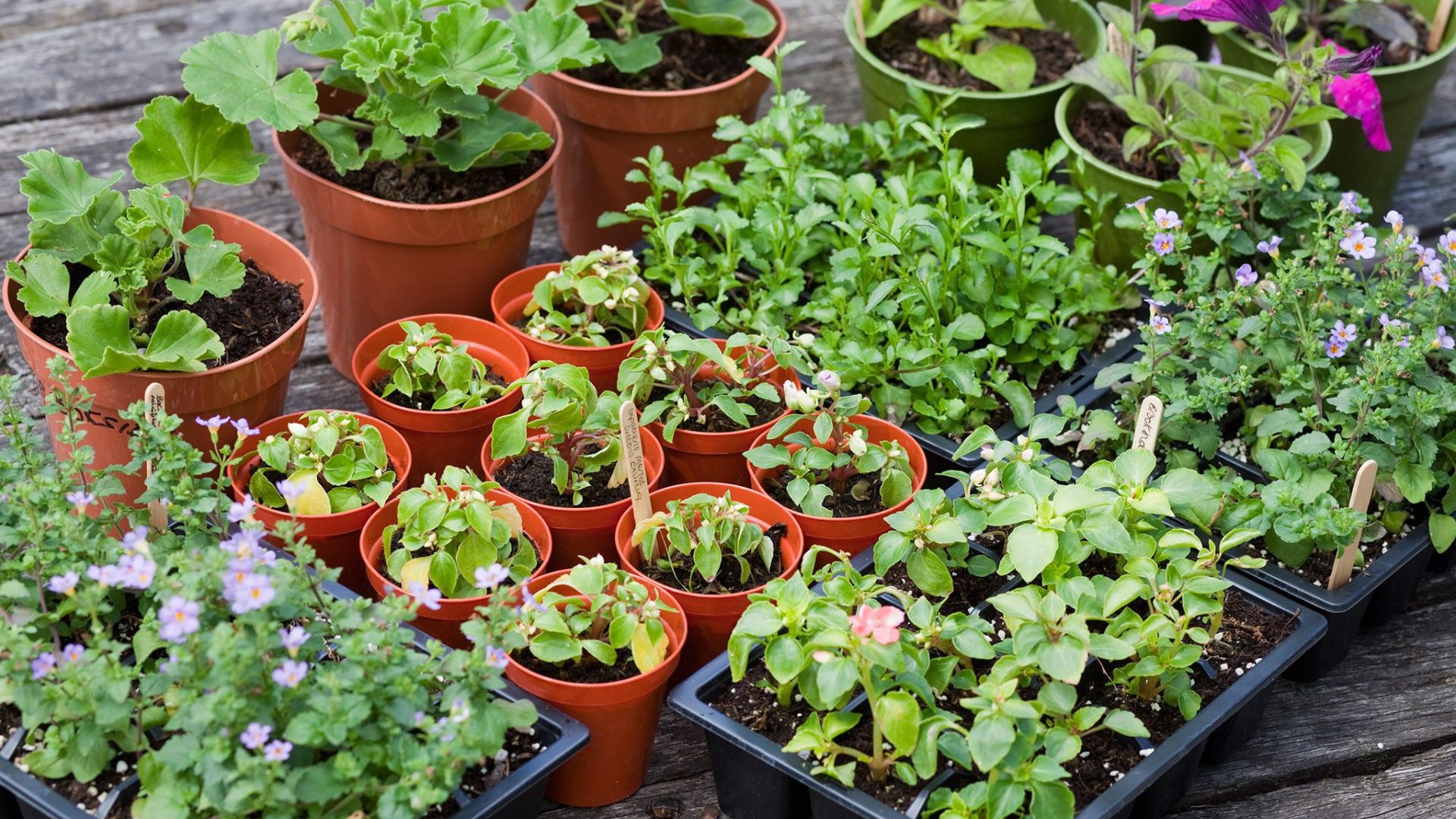 Best Selling Nursery Plants Now