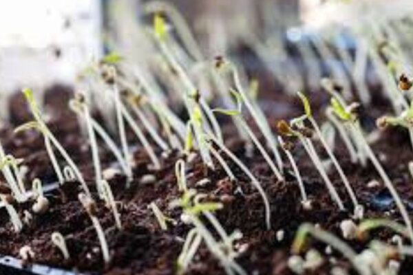 Best soil for seedlings