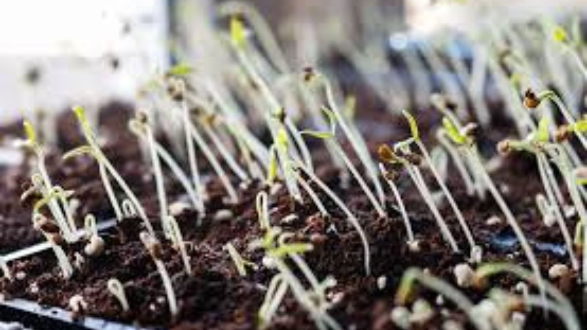 Best soil for seedlings
