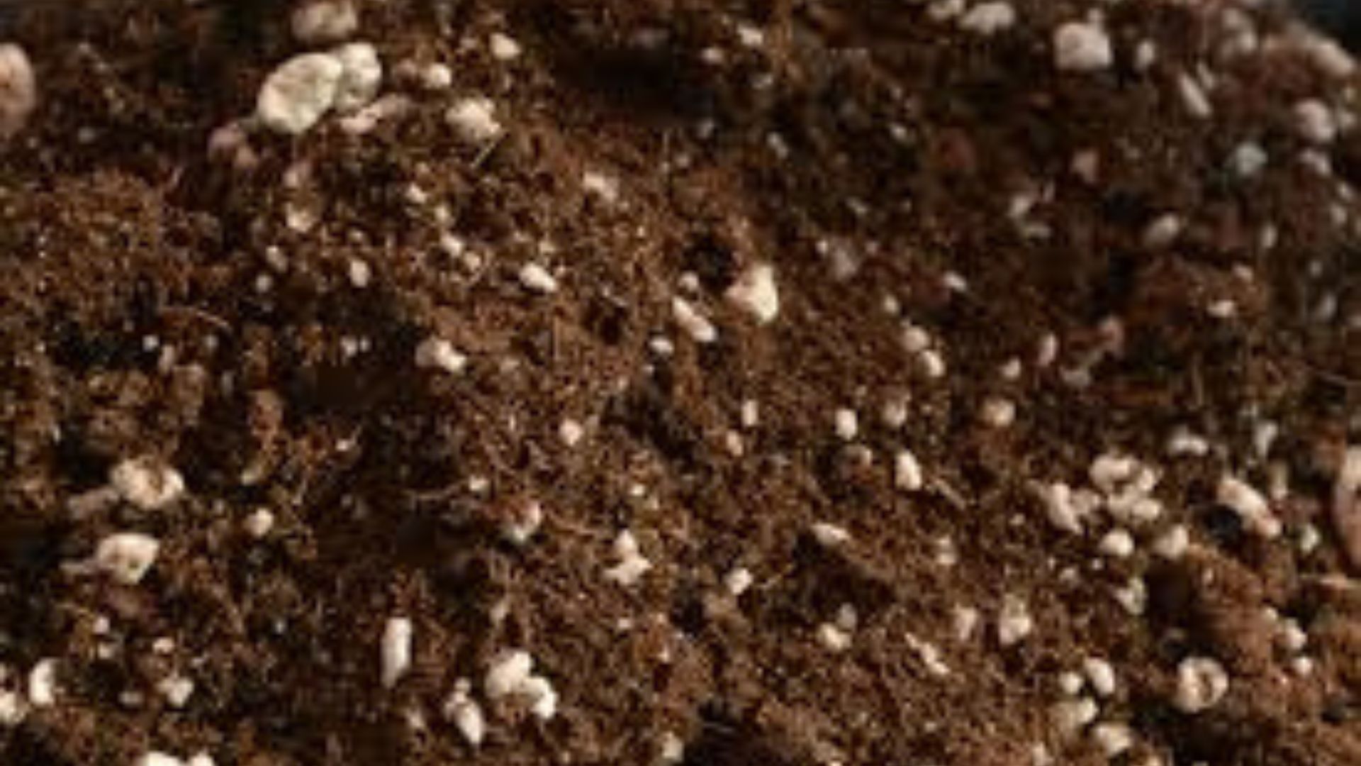 Best soil for seedlings