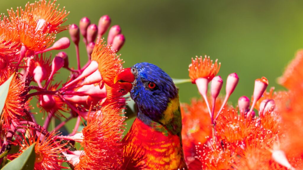 Birds Attracted To Outdoor Plants.