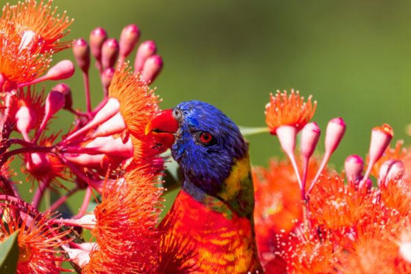 Birds Attracted To Outdoor Plants.