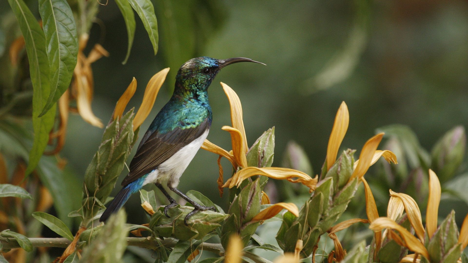 Birds Attracted To Outdoor Plants