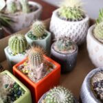 Cactus care indoors