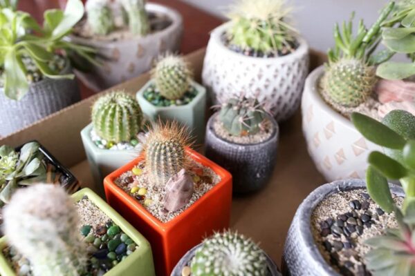 Cactus care indoors