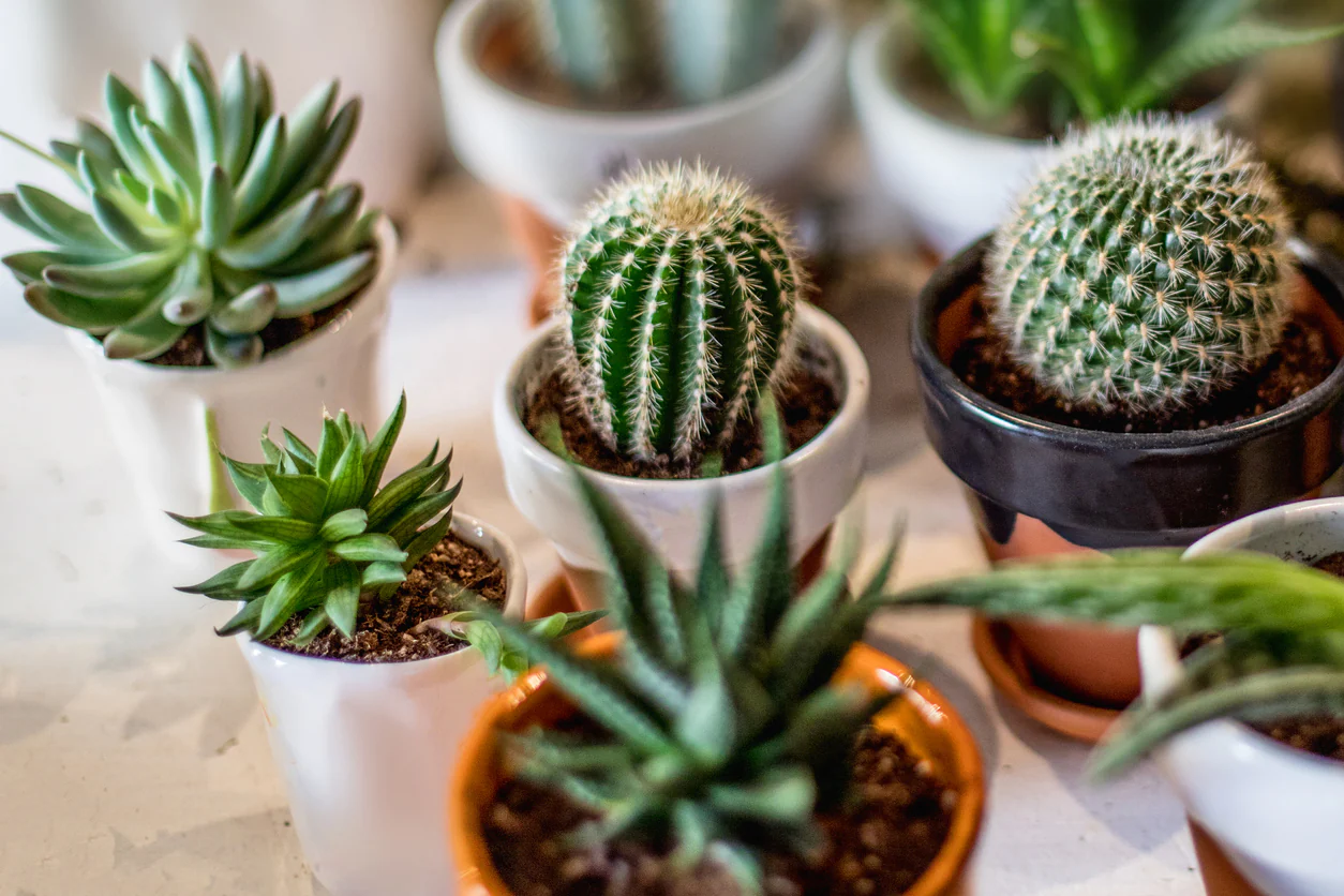 Cactus care indoors