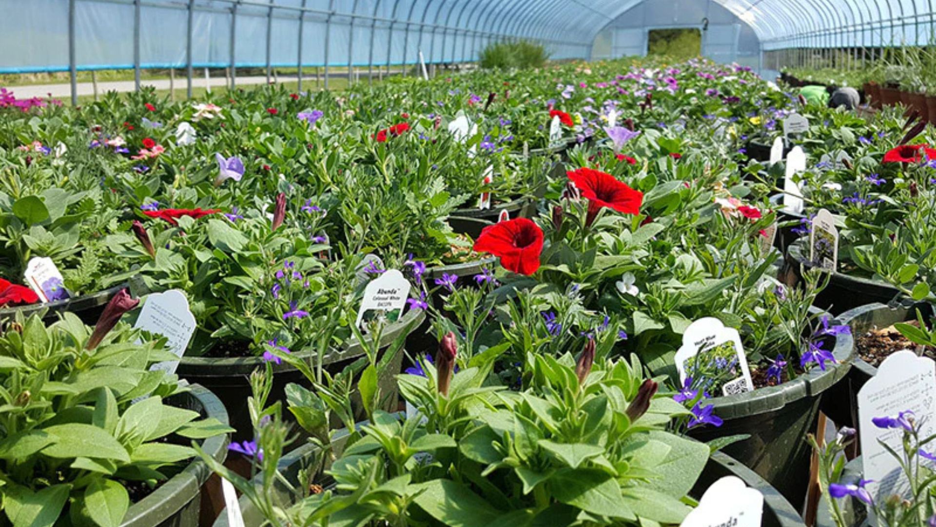 Choosing A Native Plant Nursery