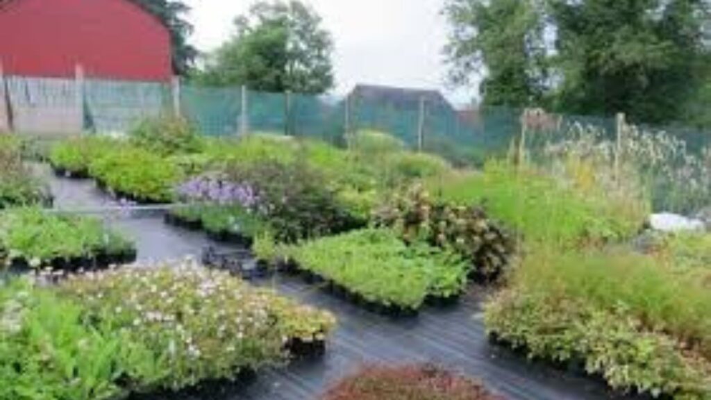 Choosing plants for your nursery