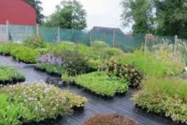 Choosing plants for your nursery
