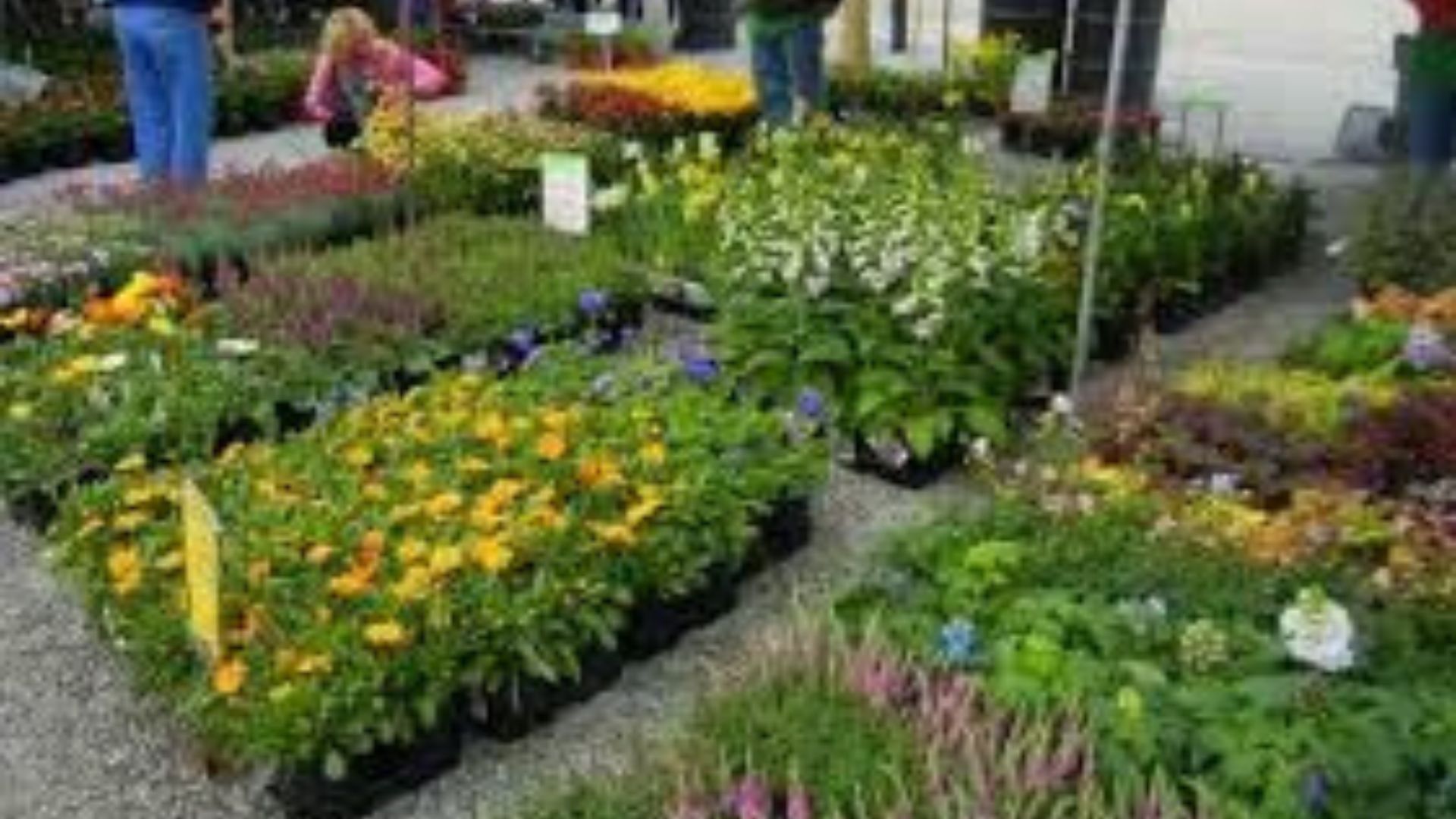 Choosing plants for your nursery