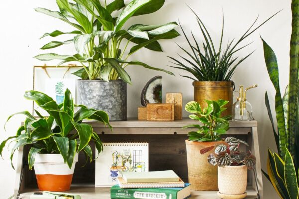 Choosing the Right Pot for Your Indoor Plant